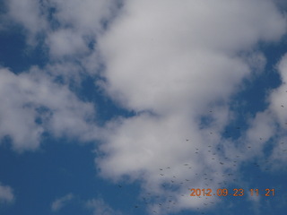 Hastings Bridge Float-In - birds