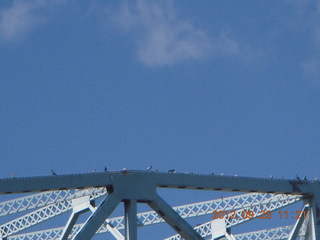 Tempe Town Lake birds