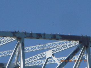 Tempe Town Lake birds