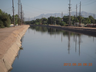 Chandler Airport (CHD) run along canal - cattle