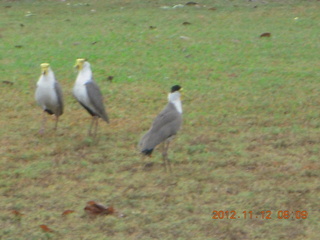 Cairns morning run - birds