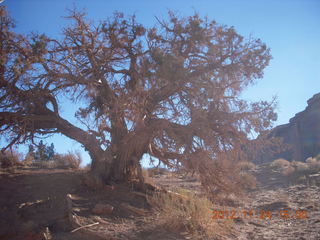 Monument Valley tour - tree