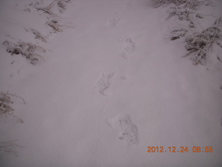 Zion National Park - cloudy, foggy Observation Point hike - my footprints