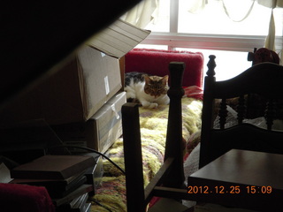 197 84r. my cat Penny peeking out from behind junk