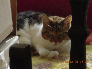 my cat Penny peeking out from behind junk