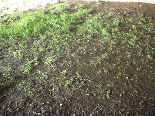 weeds on the greenbelt