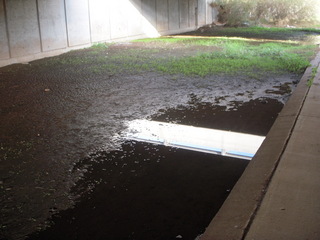 water and weeds on the greenbelt
