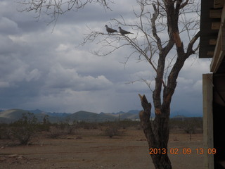 Pleasant Valley Turf (P48) - two birds in a tree