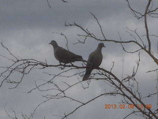 Jeremy C photo - Cairns, Australia, birds on the beach