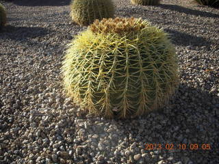 Eagle Roost - barrel cactus