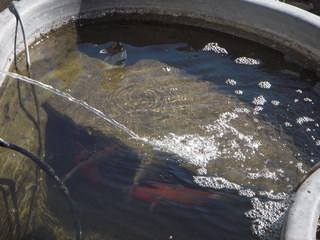 Kearny Airport (E67) - fish in pond