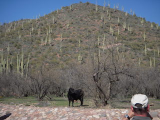 Bouquet Ranch - mini fly-in - bull