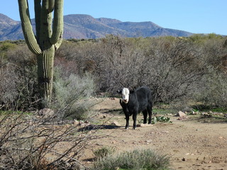 Sean G grapevine pictures - Bouquet Ranch - bull