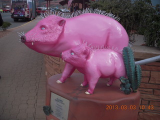 Sedona - Pink Jeep tour - pink javalenas