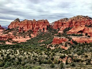 Sedona - Pink Jeep tour - cool tree