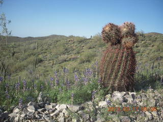 Lost Dog Wash hike - green desert