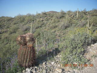 Lost Dog Wash hike - green desert