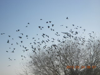 Millar airstrip run - birds out of the tree