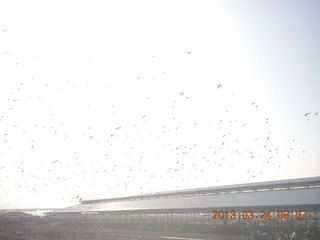 Jeremy C photo - Cairns, Australia, casino ZOOm - birds