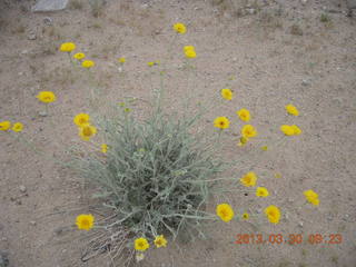 258 87w. Alamo Lake run - yellow flowers