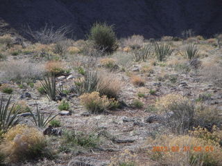 Grand Gulch vegetation