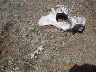 71 88l. Double Circle Ranch at Eagle Creek run - bovine bones