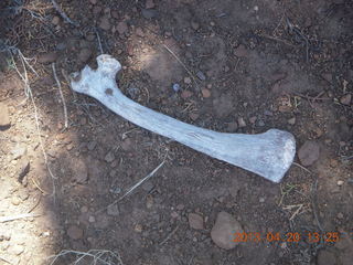 93 88l. Double Circle Ranch at Eagle Creek - bovine bone