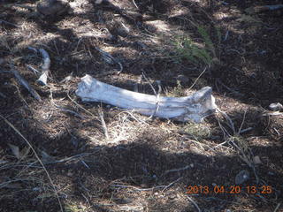 94 88l. Double Circle Ranch at Eagle Creek - bovine bone