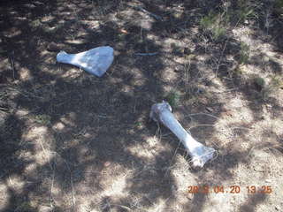 Double Circle Ranch at Eagle Creek - bovine bones