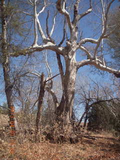 103 88l. Double Circle Ranch at Eagle Creek - tree