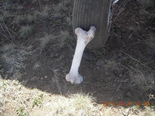 111 88l. Double Circle Ranch at Eagle Creek - bovine bone