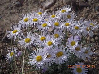 30 89r. Sand Wash airstrip - flowers