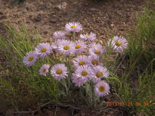 Sand Wash airstrip - flowers