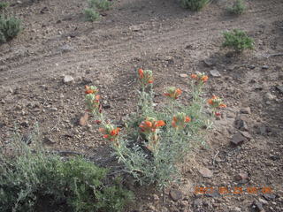 43 89r. Sand Wash airstrip - flowers