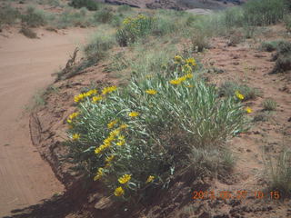 132 89t. Chicken Corner drive - yellow flowers