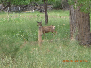 136 89u. Capitol Reef National Park - deer