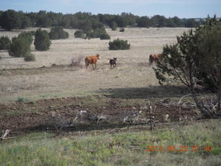 cows near Show Low