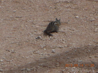 Bryce Canyon hike - chipmunk Bryce Canyon hike - chipmunk