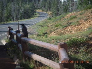 Bryce Canyon - raven