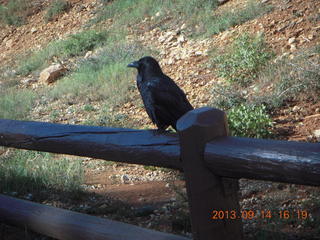 Bryce Canyon - raven