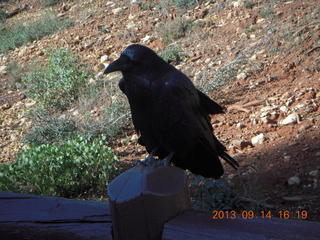 Bryce Canyon - raven