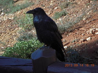 Bryce Canyon - raven