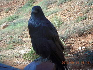 Bryce Canyon - raven