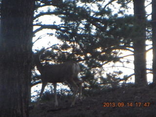 Bryce Canyon - mule deer