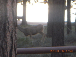 Bryce Canyon - mule deer