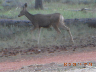Bryce Canyon - mule deer