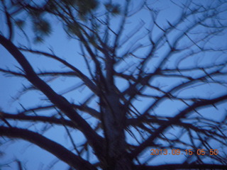 Bryce Canyon - raven in a tree silhouette Bryce Canyon - raven in a tree silhouette