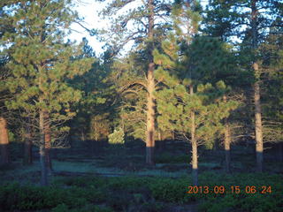 Bryce Canyon Lodge - trees Bryce Canyon Lodge - trees