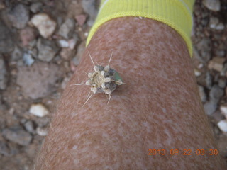 Elephant Mountain hike - cactus on my leg