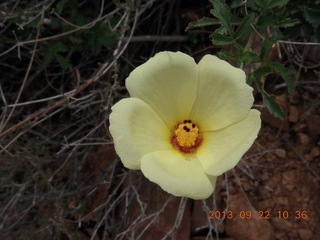 Elephant Mountain hike - flower